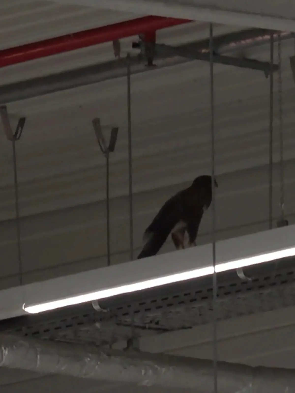 Bild zu: "Japan-Netz gegen Greifvogel"