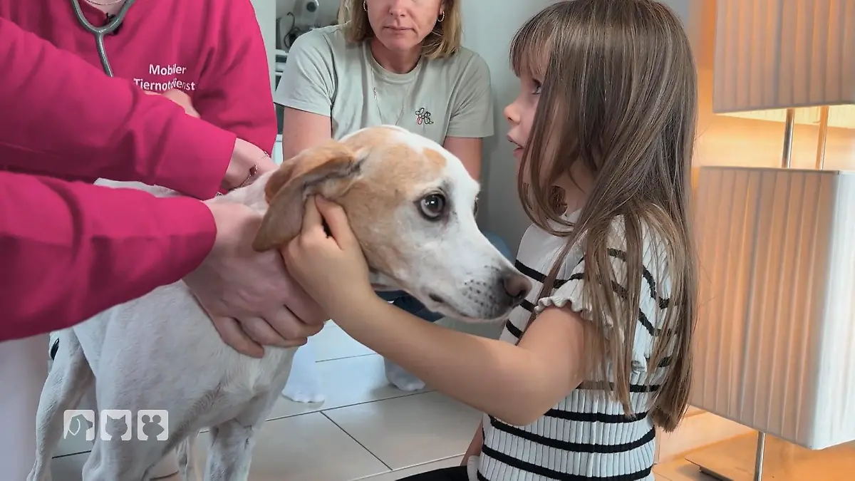 Hund mit Urinproblemen – Tiernotdienst unter Druck Hundenotfall