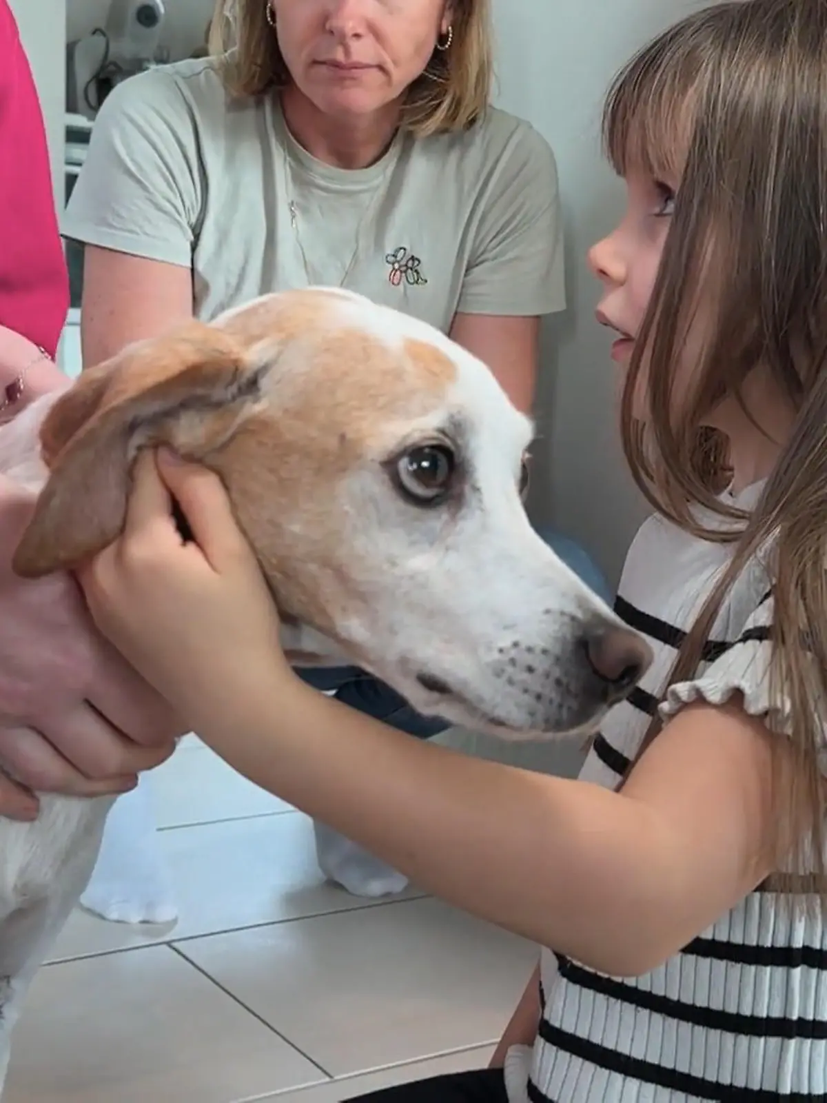 Bild zu: "Hund mit Urinproblemen – Tiernotdienst unter Druck"