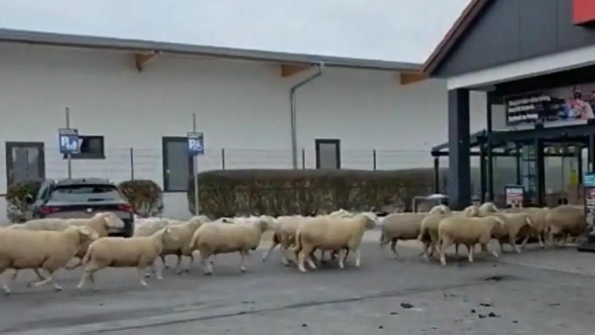 Schaf-Alarm beim Einkaufsbummel! DIESE Herde legt Supermarkt lahm Määächtig was los!
