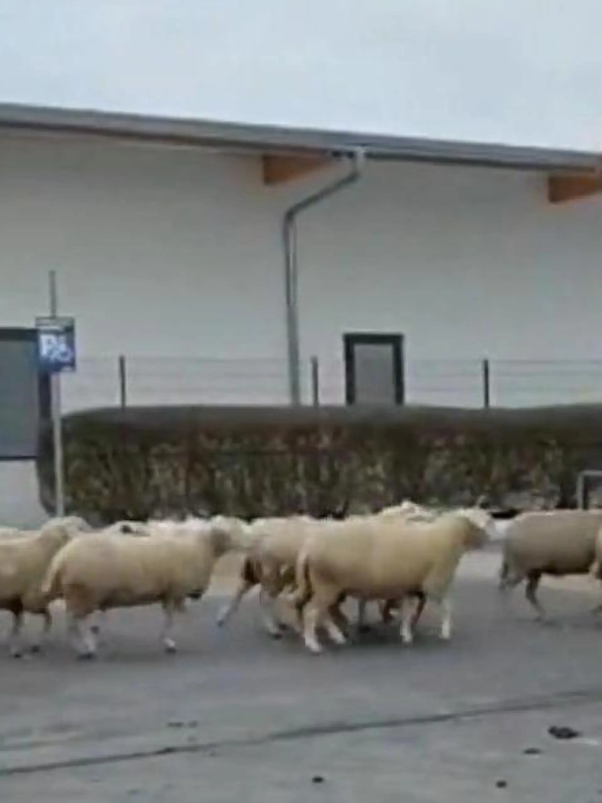 Bild zu: "Schaf-Alarm beim Einkaufsbummel! DIESE Herde legt Supermarkt lahm"