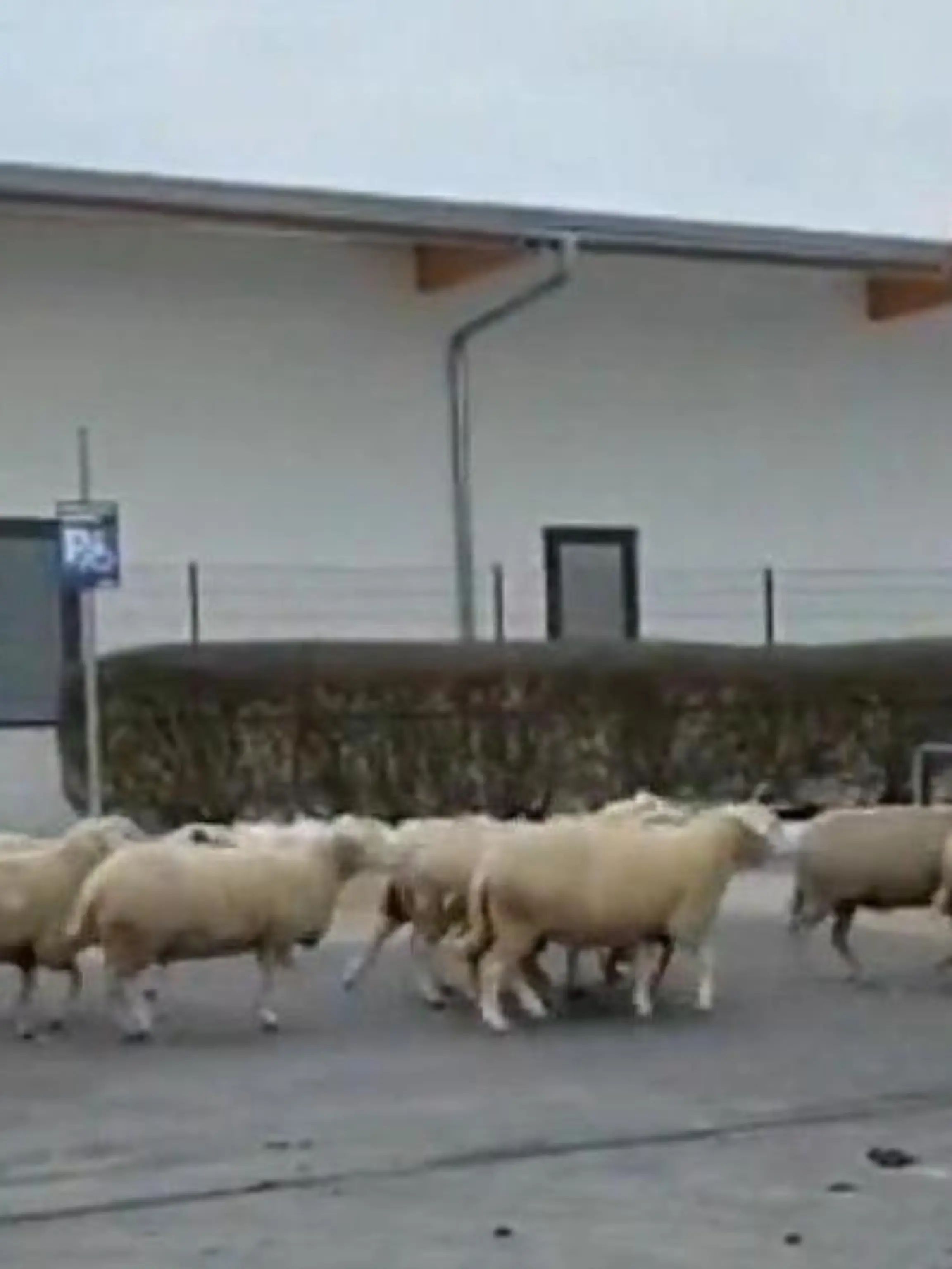 Bild zu: "Schaf-Alarm beim Einkaufsbummel! DIESE Herde legt Supermarkt lahm"