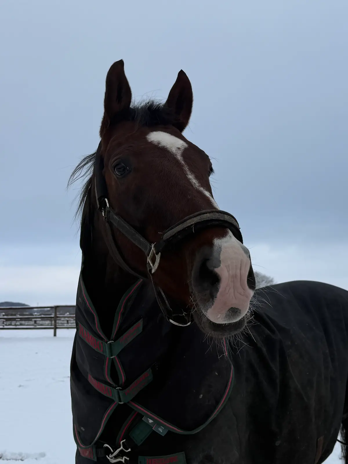 Krümel sucht in der Pferdeklappe Norderbrarup ein neues Zuhause.