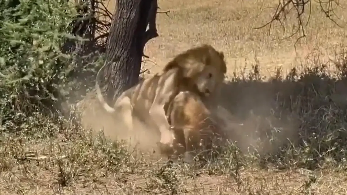 Brutaler Überfall im Schlaf! Löwen reißen Hyäne – direkt vor Touristen Während Safari im Serengeti-Park