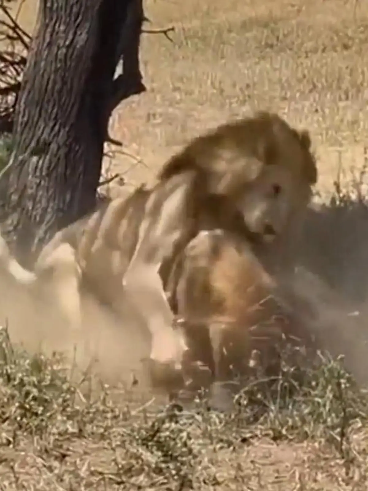 Bild zu: "Brutaler Überfall im Schlaf! Löwen reißen Hyäne – direkt vor Touristen"