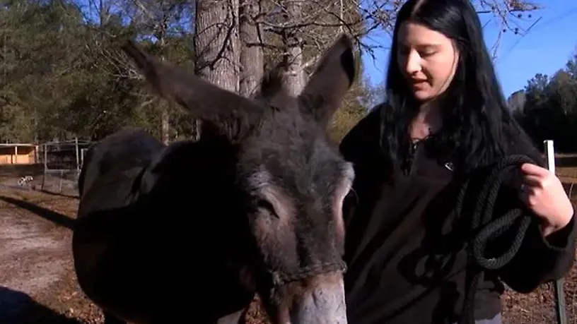 USA-40-Zentimeter-lang-Esel-bricht-Weltrekord-mit-DIESEM-K-rperteil