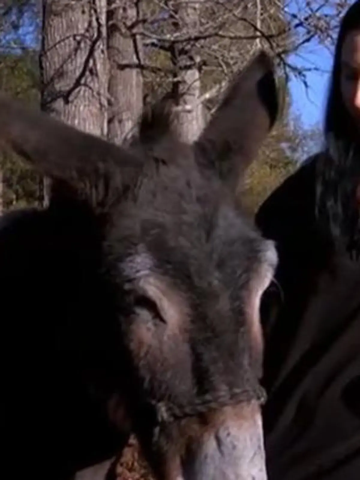 Bild zu: "40 Zentimeter! Esel bricht Weltrekord – mit DIESEM Körperteil"