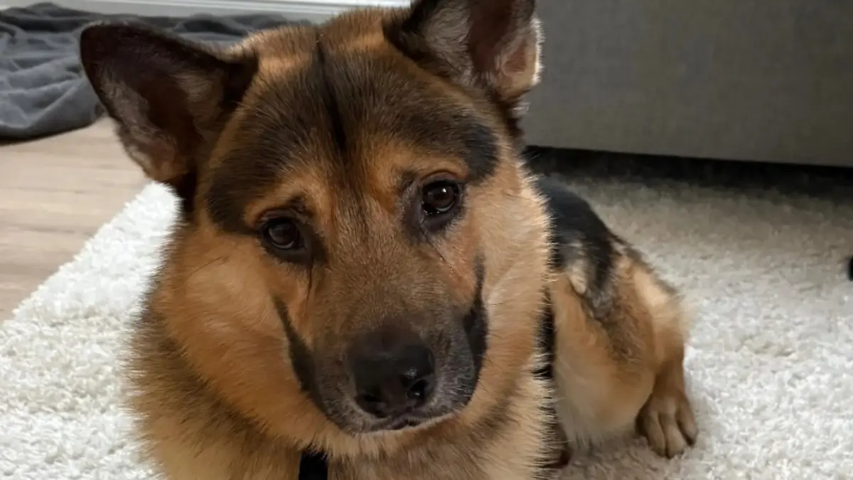 Hund Smiley sucht Zuhause.jpeg