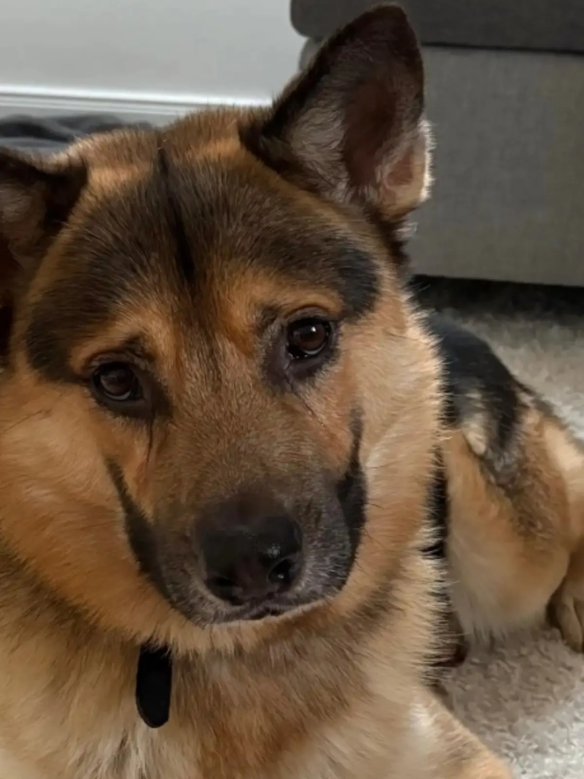 Bild zu: "Weil er unheilbar krank ist? Hund Smiley herzlos von Besitzern ausgesetzt"