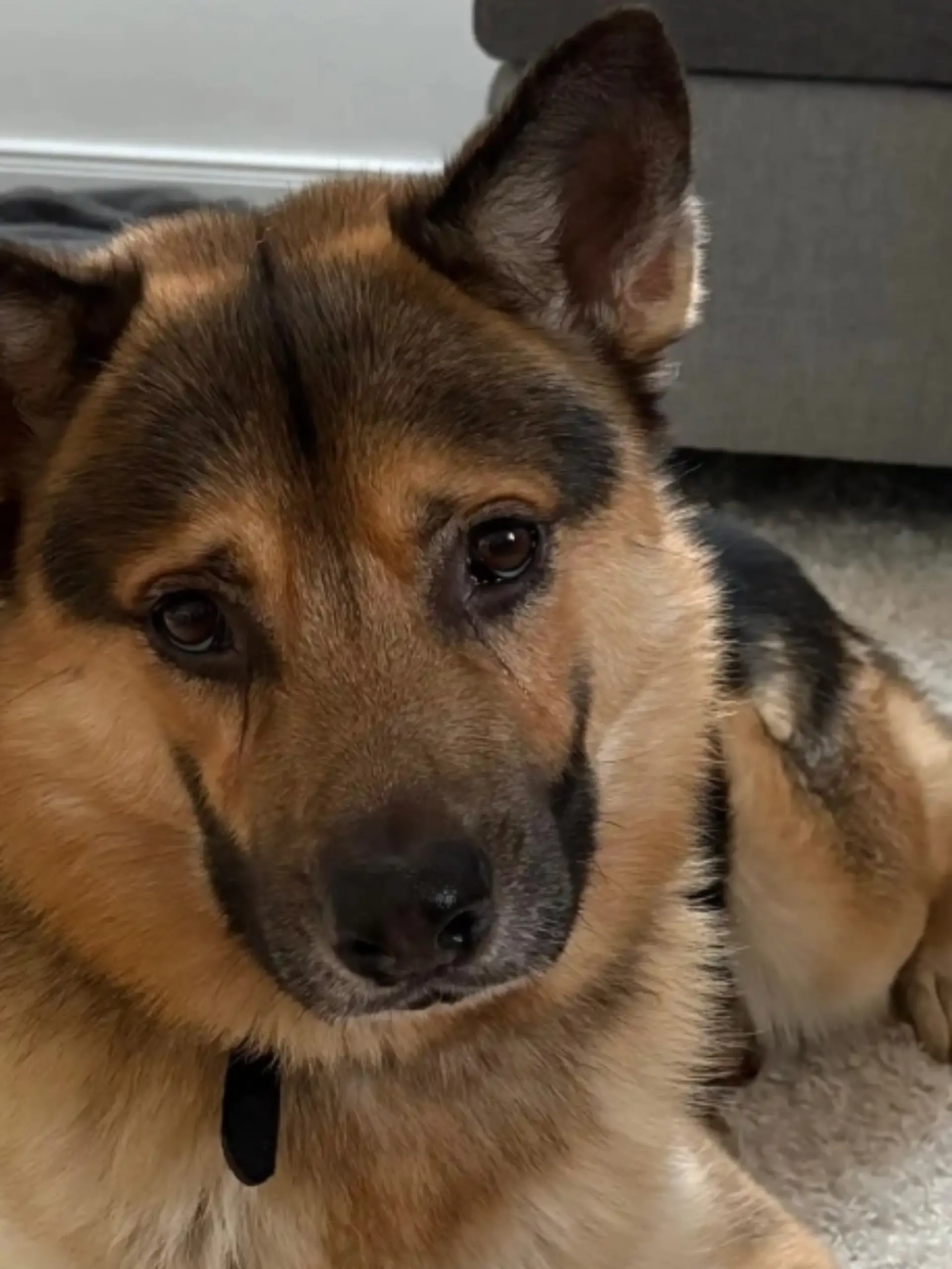 Bild zu: "Weil er unheilbar krank ist? Hund Smiley herzlos von Besitzern ausgesetzt"