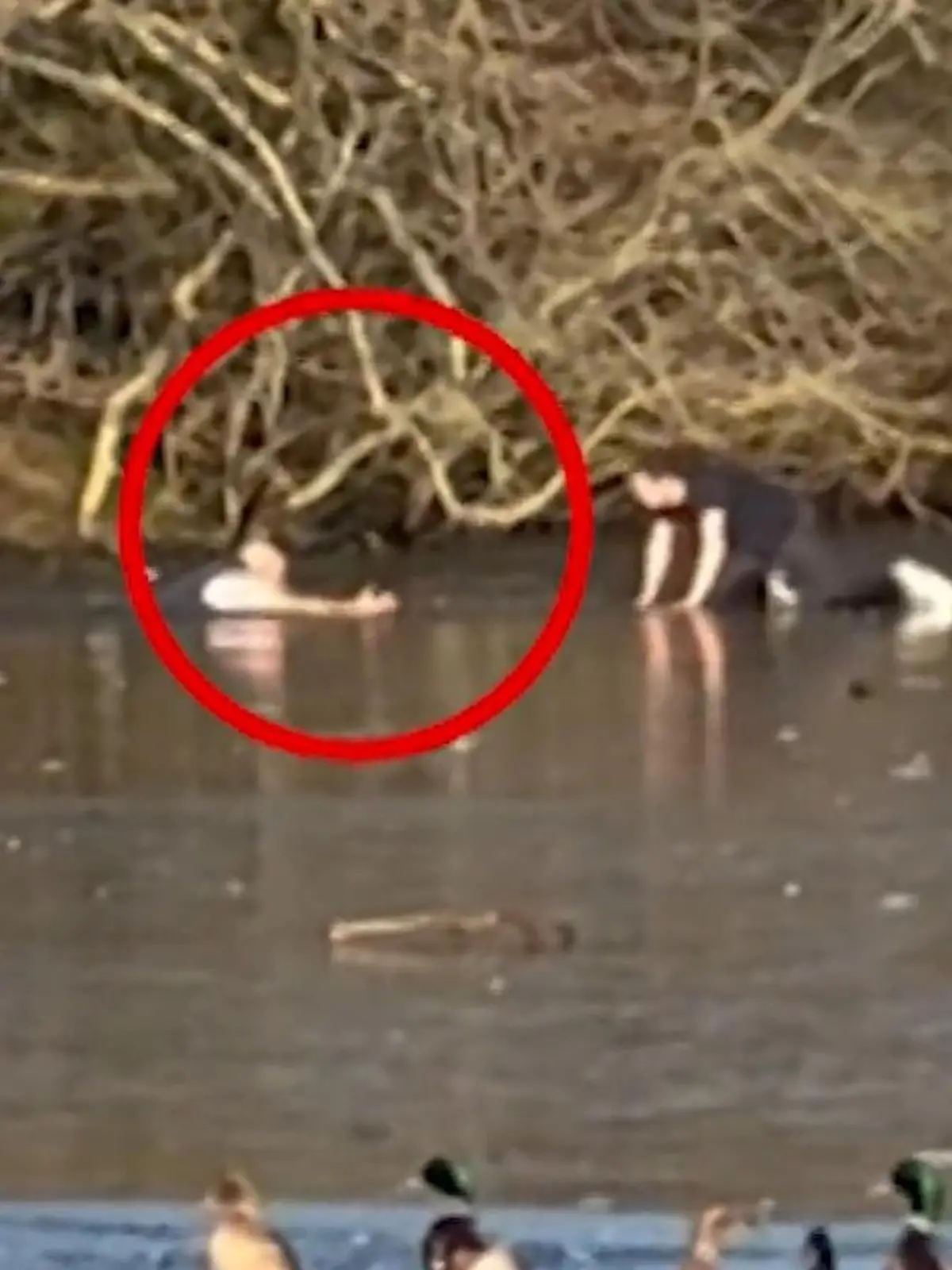 Bild zu: "Mann in Eiswasser gefangen! Fremder riskiert sein Leben – und bricht selbst ein"