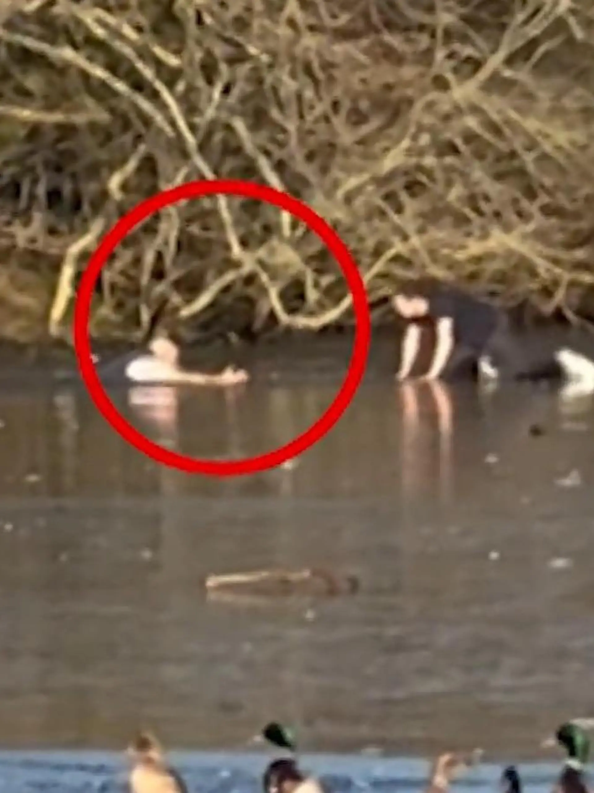 Bild zu: "Mann in Eiswasser gefangen! Fremder riskiert sein Leben – und bricht selbst ein"