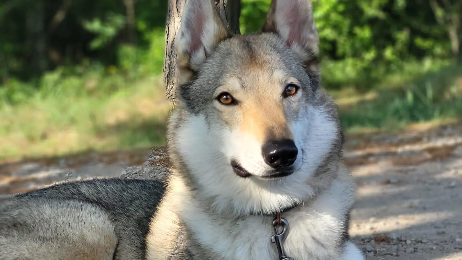 Hündin Java wird von Jäger mit Wolf verwechselt und erschossen.