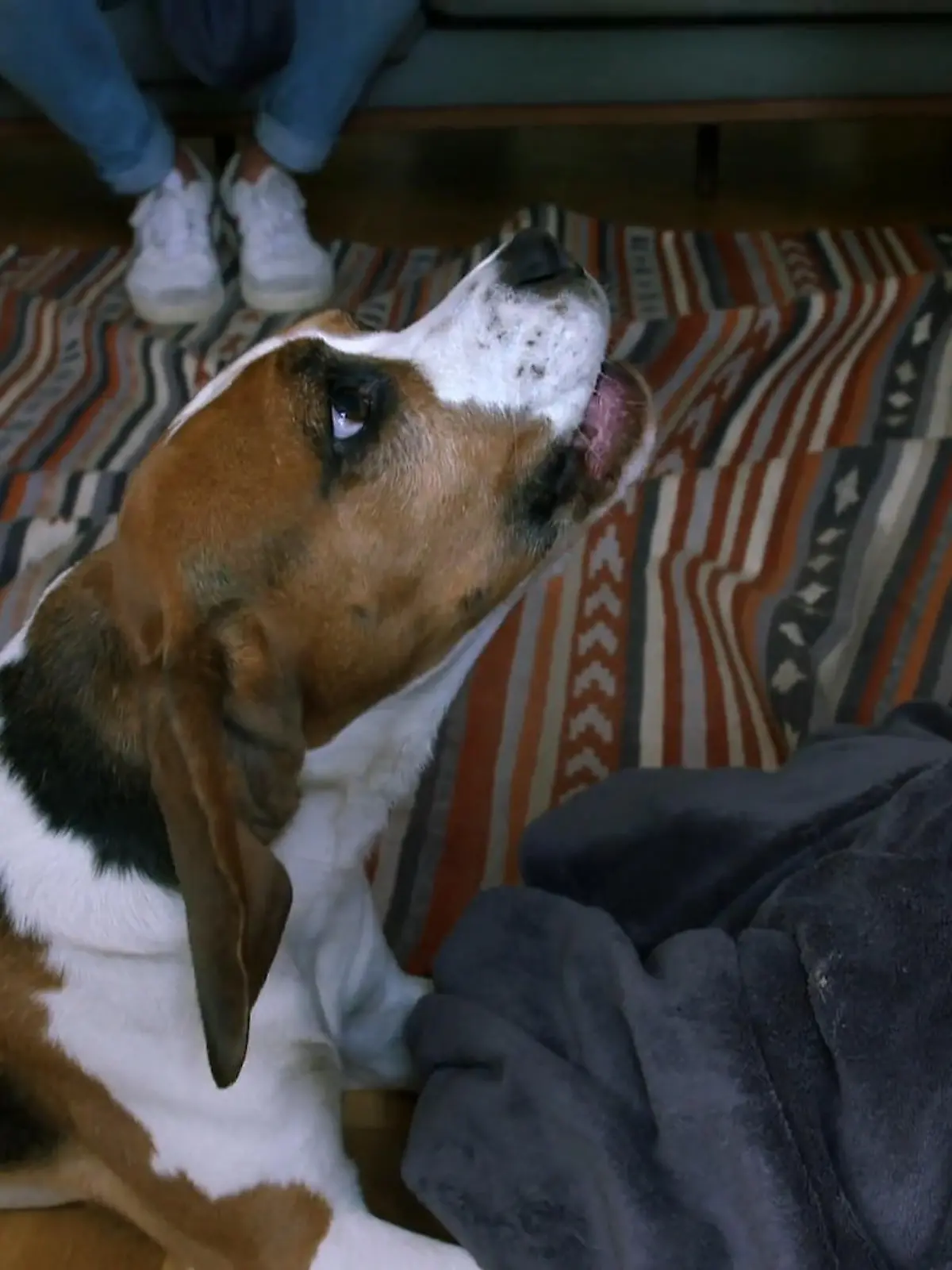 Bild zu: "Kuno hört nicht zu: Kann Der Hundeprofi den Beagle erden?"