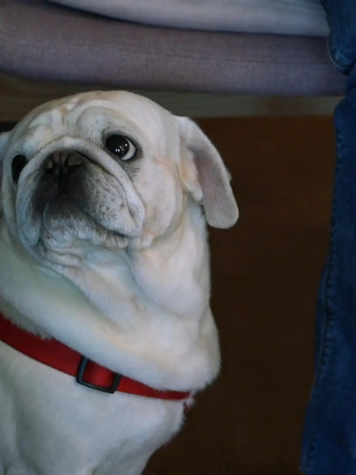 Bild zu: "Wenn der Mops den Fernseher attackiert"