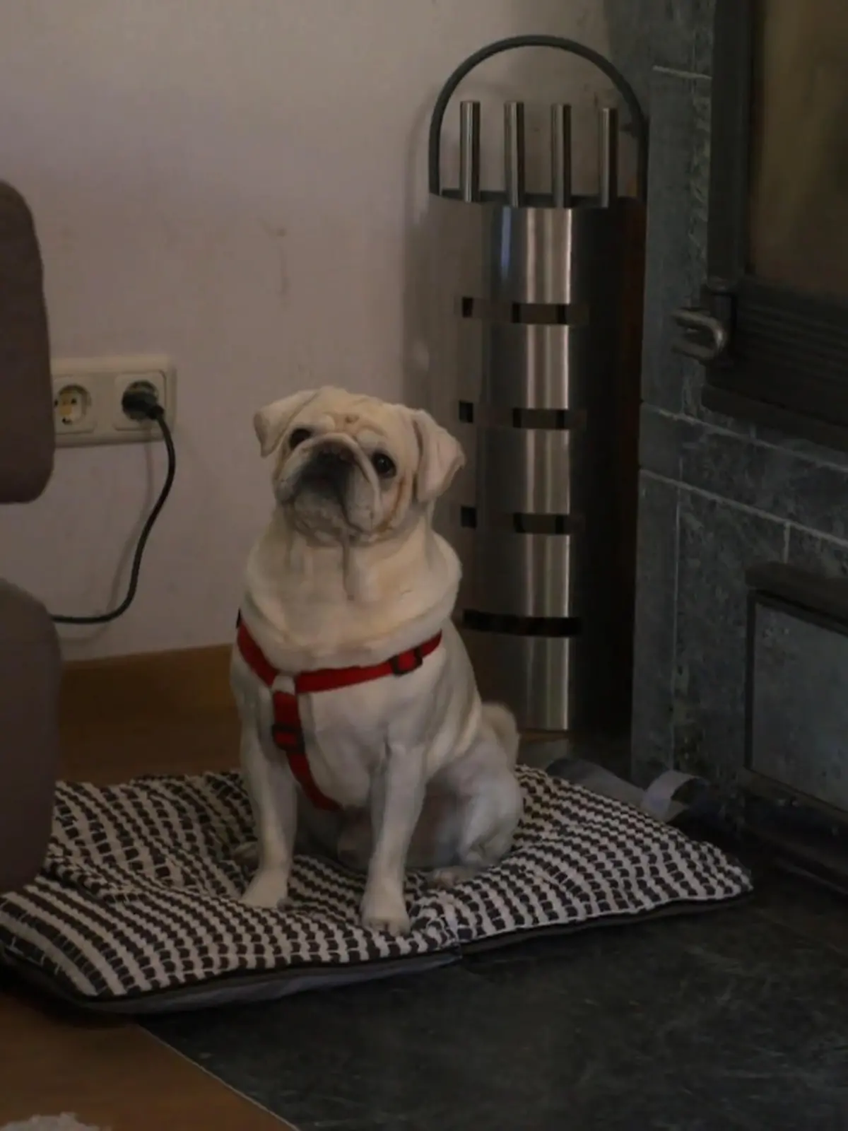 Bild zu: "Mops James wird zum Musterschüler – dank Trainerin Steffi"