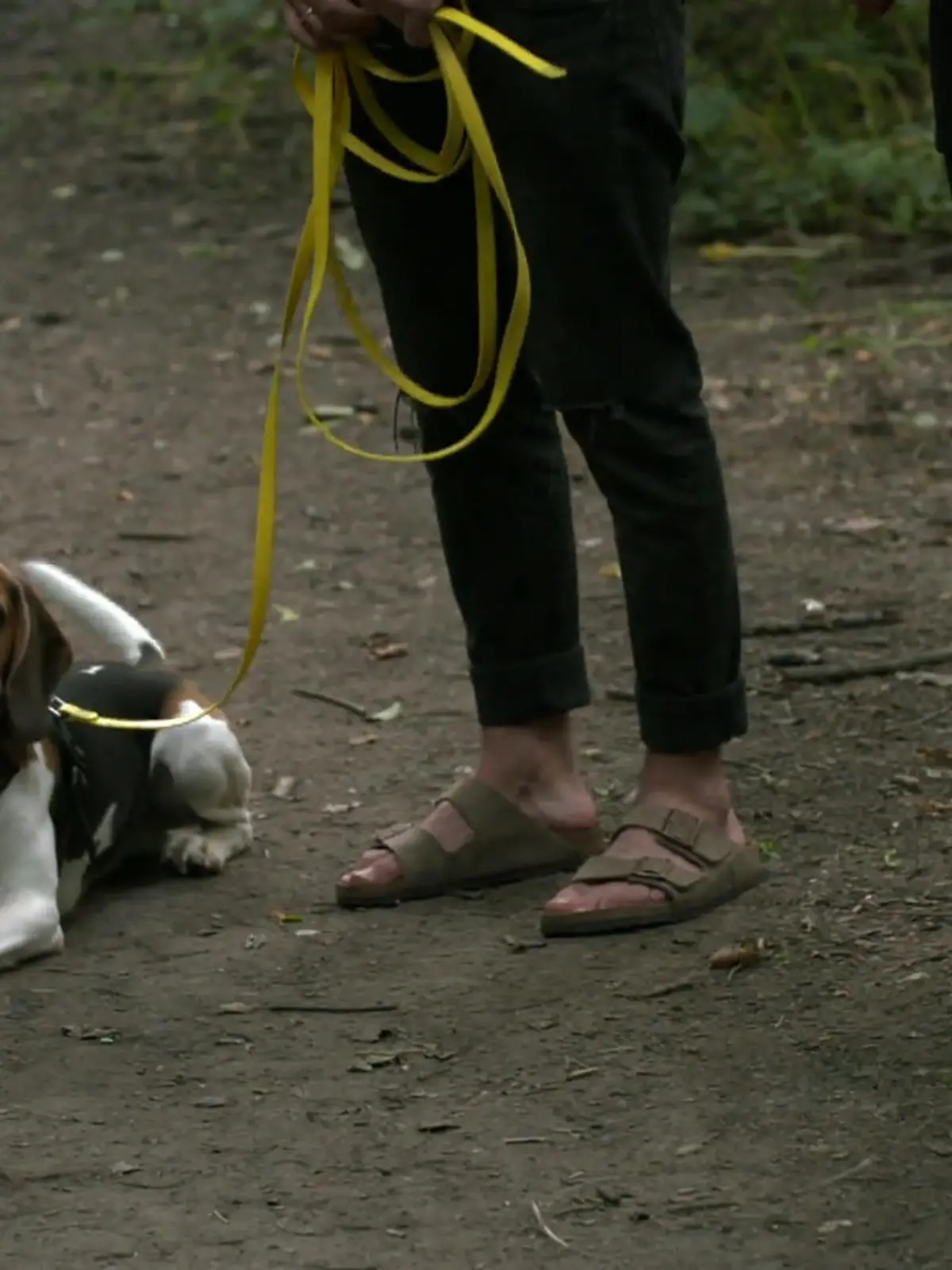 Bild zu: "Beagle Kuno lernt: Ein Pfiff, ein Kommando – und zurück zum Menschen"