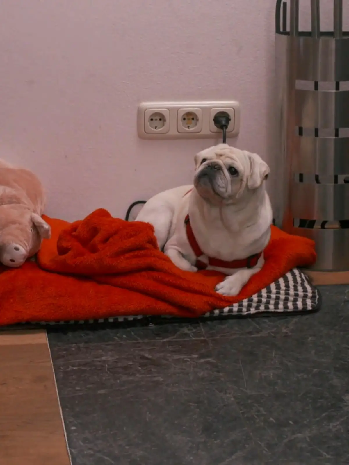 Bild zu: "Nachsitzen oder Lob vom Profi?"