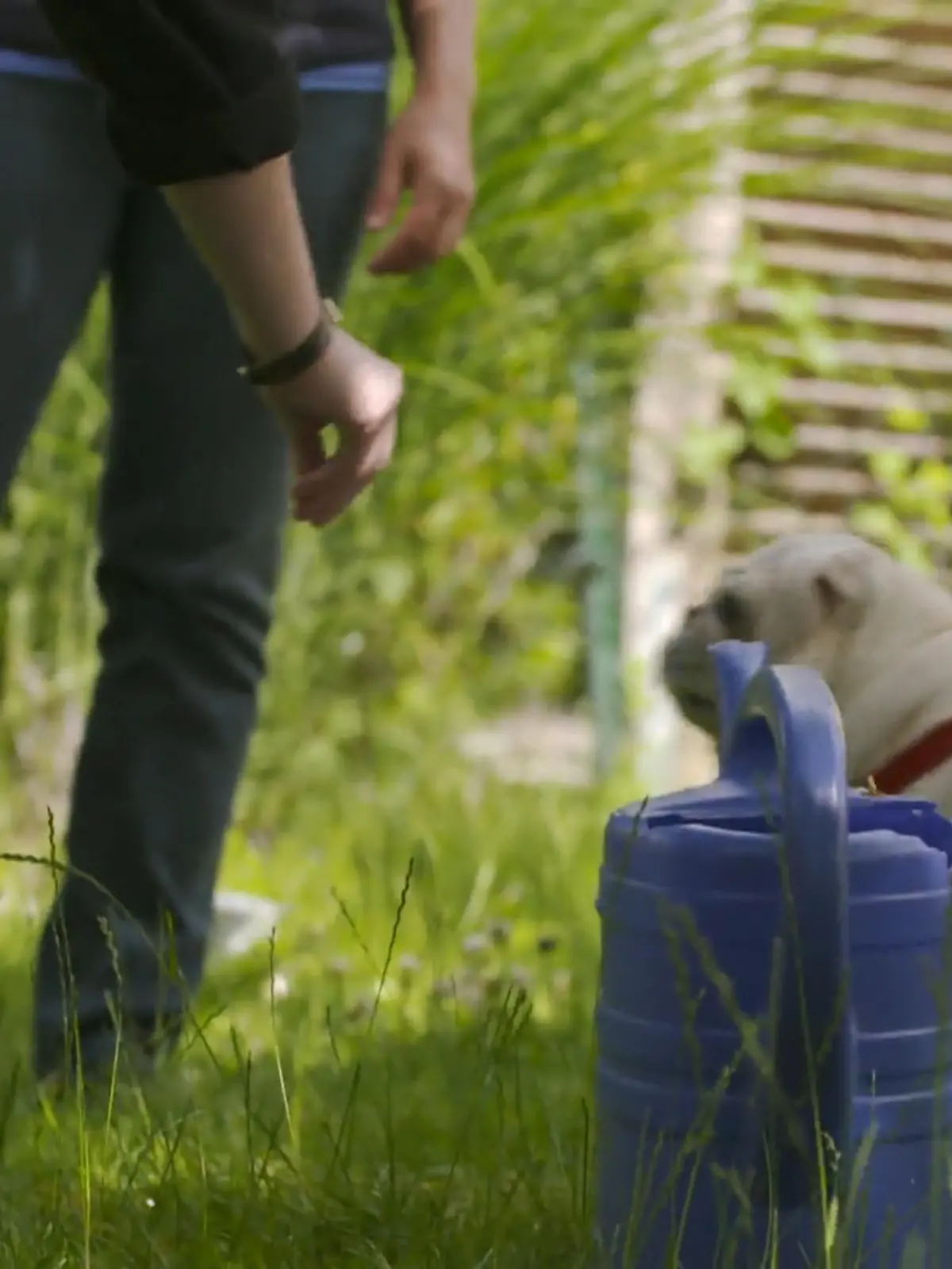 Bild zu: "Mops James und seine Frauchen: Training, das allen Spaß macht"