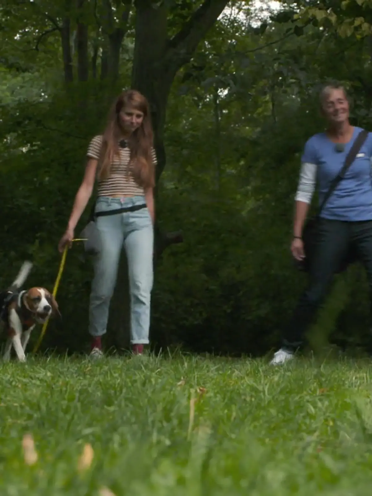 Bild zu: "Rückruf wie aus dem Lehrbuch bei Beagle Kuno"