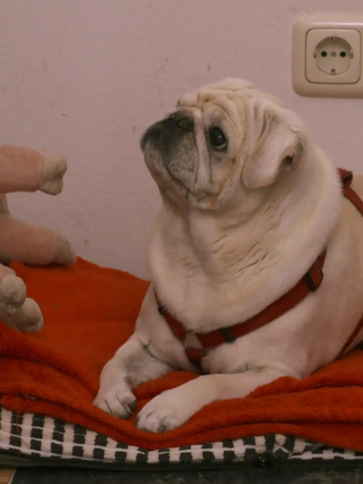 Bild zu: "Mops James im Finaltest: Tierfilm an – Ausraster aus?"