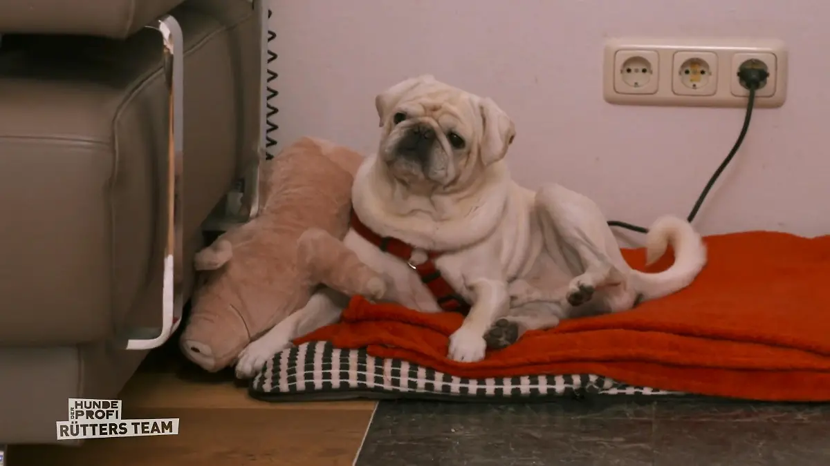 Mops James hält sich zurück – Training zahlt sich aus Große Wirkung, kleines Jaulen