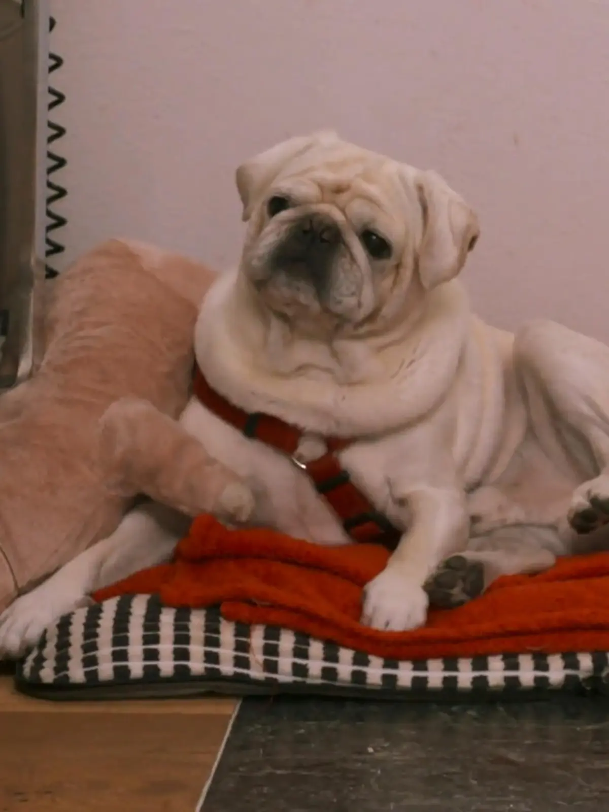 Bild zu: "Mops James hält sich zurück – Training zahlt sich aus"