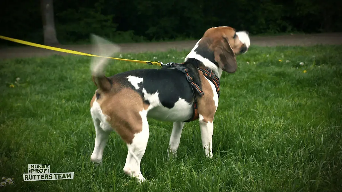 Abschiedsbesuch bei Beagle Kuno: Alltagstest auf der Hundewiese Letzter Check