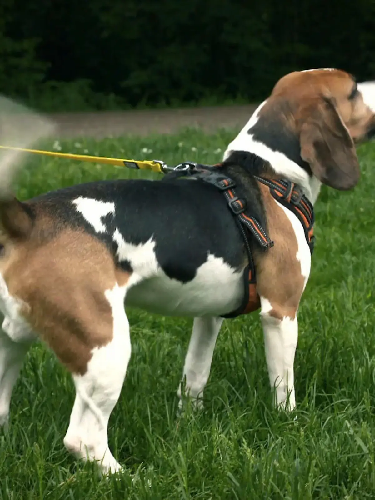 Bild zu: "Abschiedsbesuch bei Beagle Kuno: Alltagstest auf der Hundewiese"