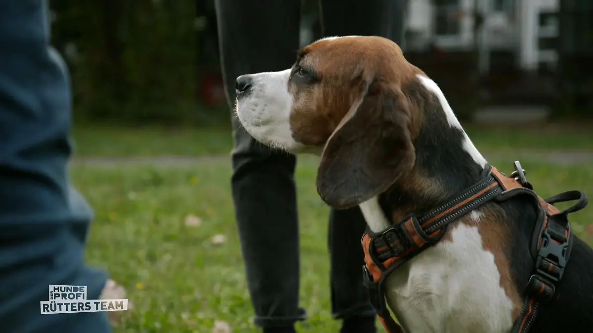 Vom Chaoskopf zum Vorzeige-Beagle Rückruf auf Profiniveau
