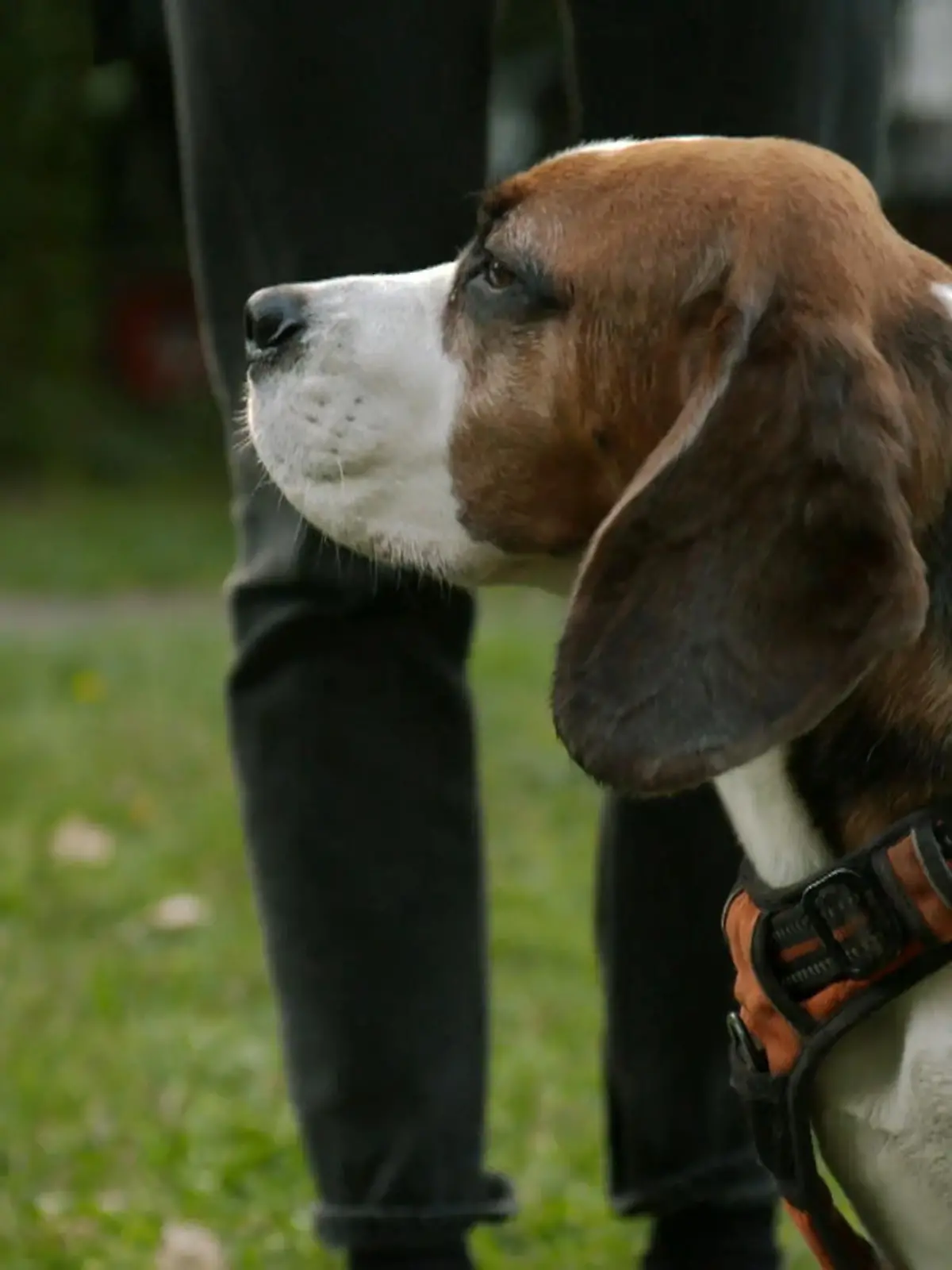 Bild zu: "Vom Chaoskopf zum Vorzeige-Beagle"