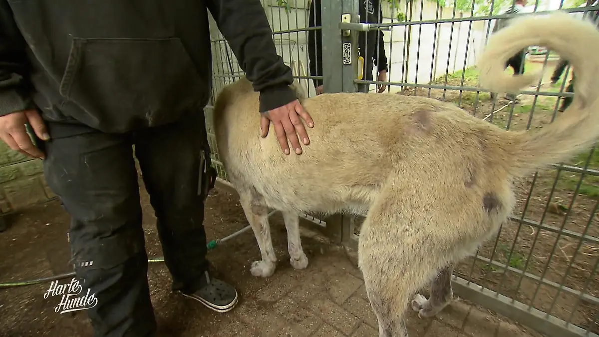 Team mit derben Sprüchen, Hund mit zarter Haut: Heinsberg in Bewegung Rauer Ton, gutes Herz