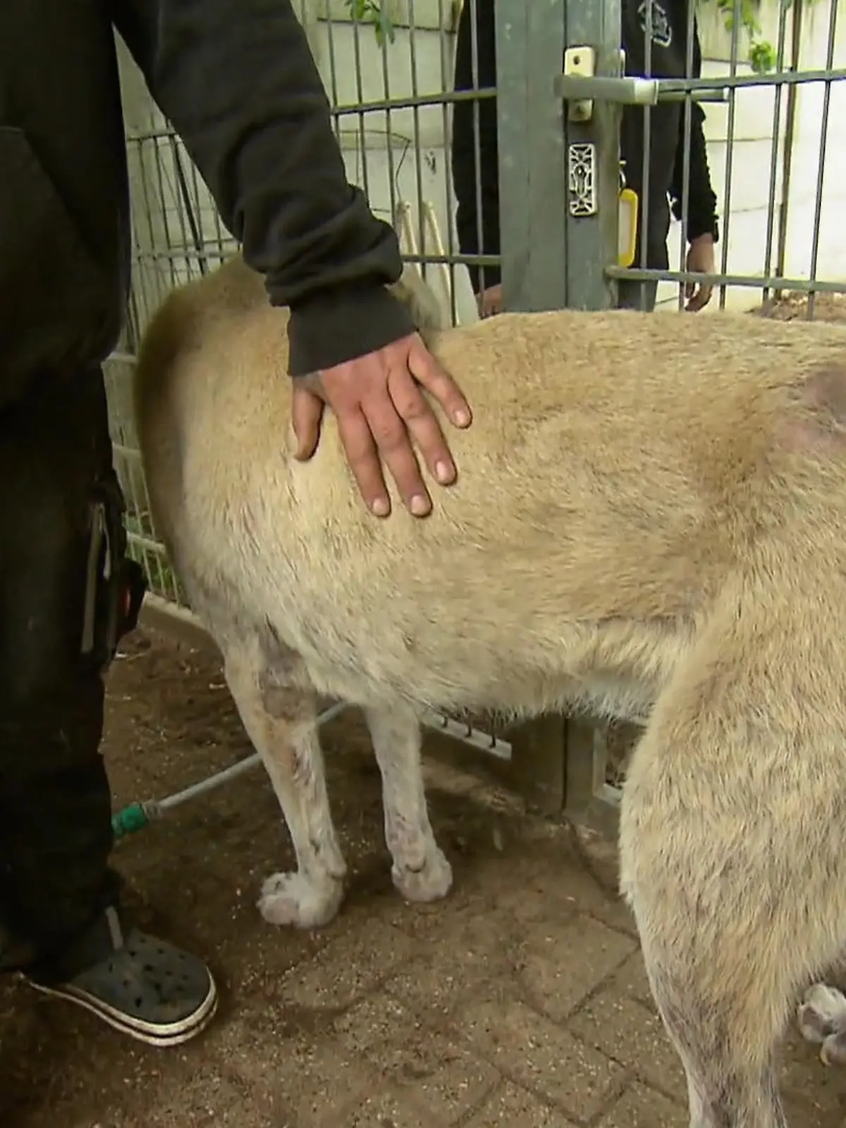 Bild zu: "Team mit derben Sprüchen, Hund mit zarter Haut: Heinsberg in Bewegung"