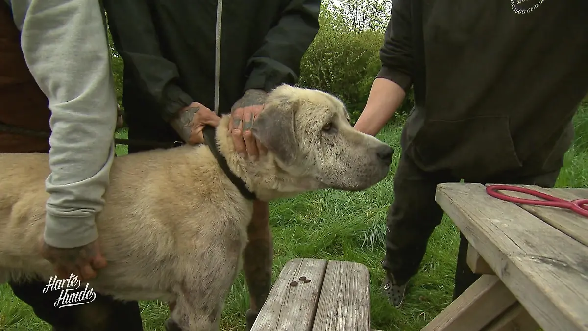 Auslauf im Endspurt, Diagnose offen: Sorge um Kangal Pascha Unklare Diagnose