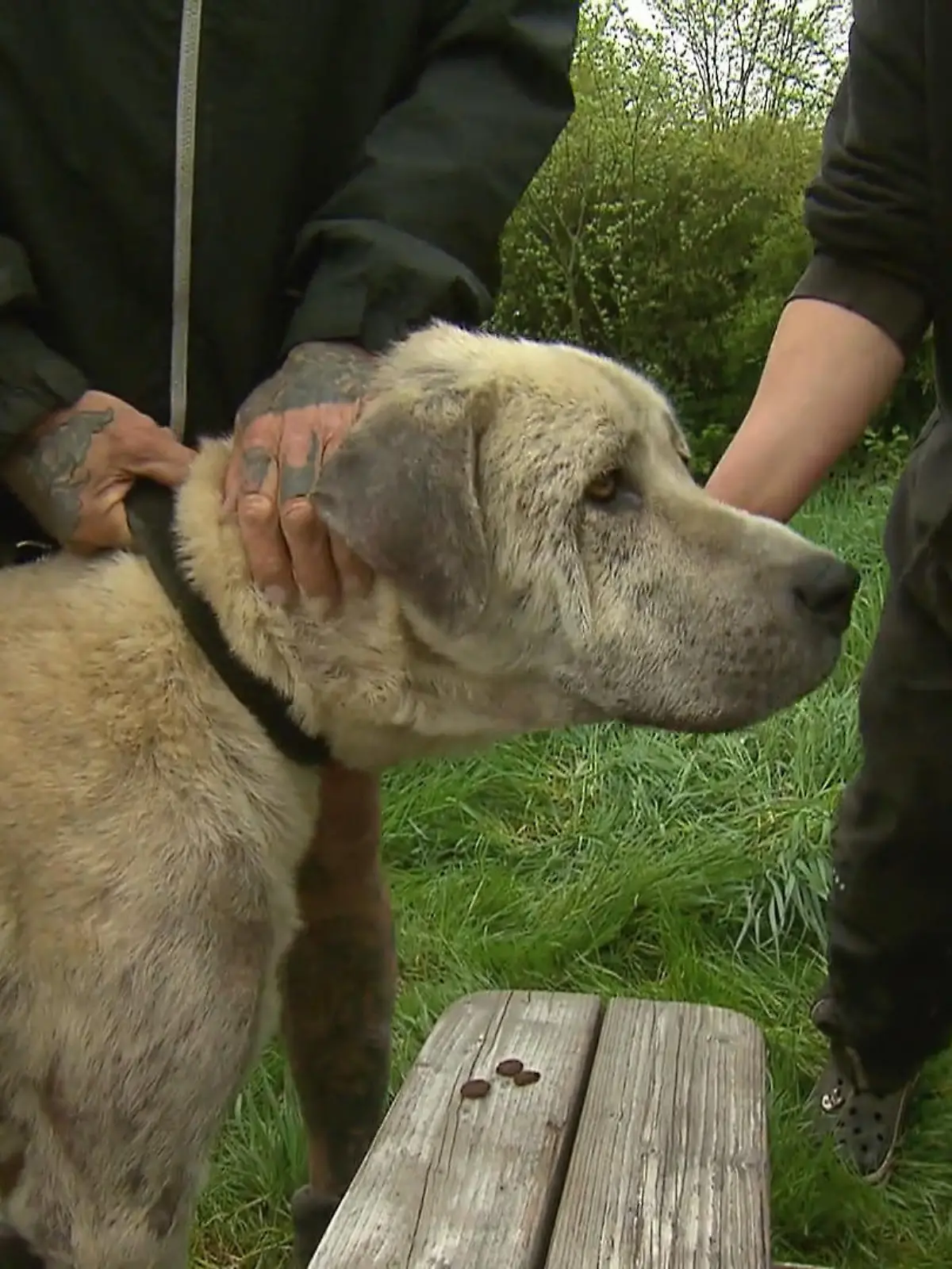 Bild zu: "Auslauf im Endspurt, Diagnose offen: Sorge um Kangal Pascha"