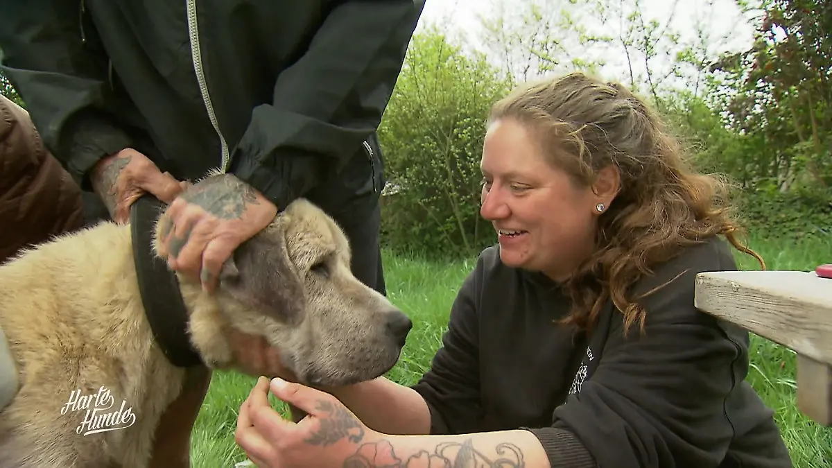 Kangal Pascha beim Tierarzt: Hält er still fürs Blutbild? Sensibler Riese im Fokus
