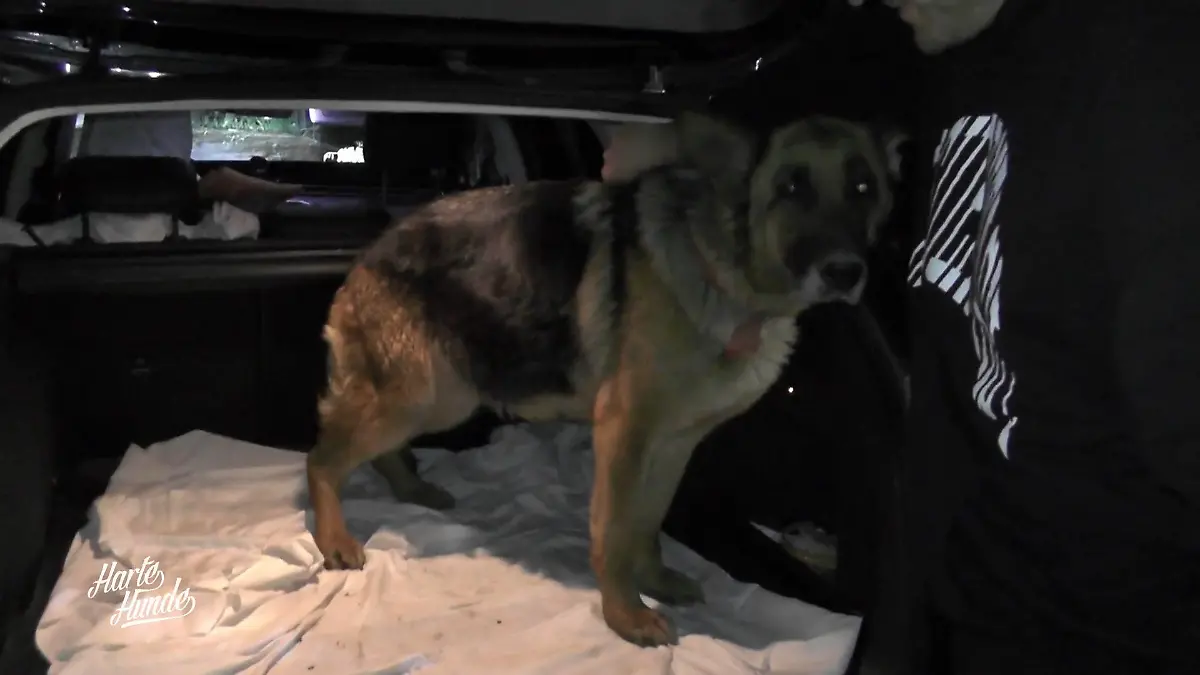 Von Rumänien ins neue Leben Rückkehr