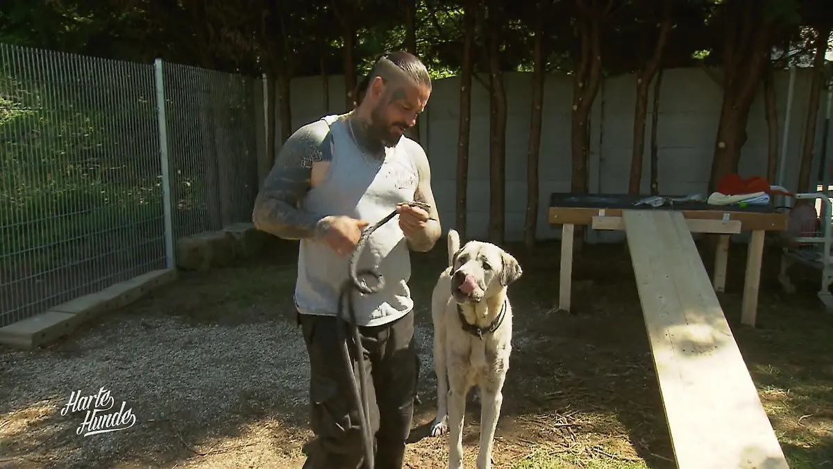 Sonne, neues Gehege und Wellnessprogramm für Pascha Feiertag im Hundeheim