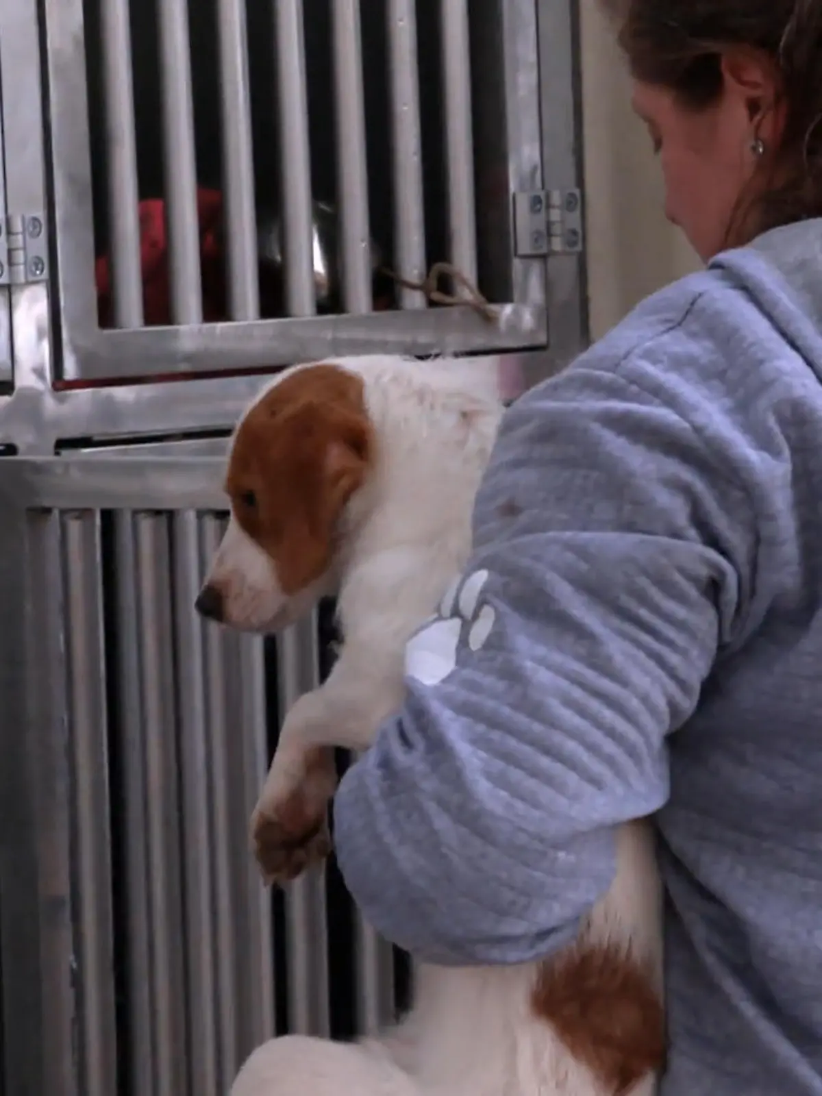 Bild zu: "Vom Transporter ins neue Leben"