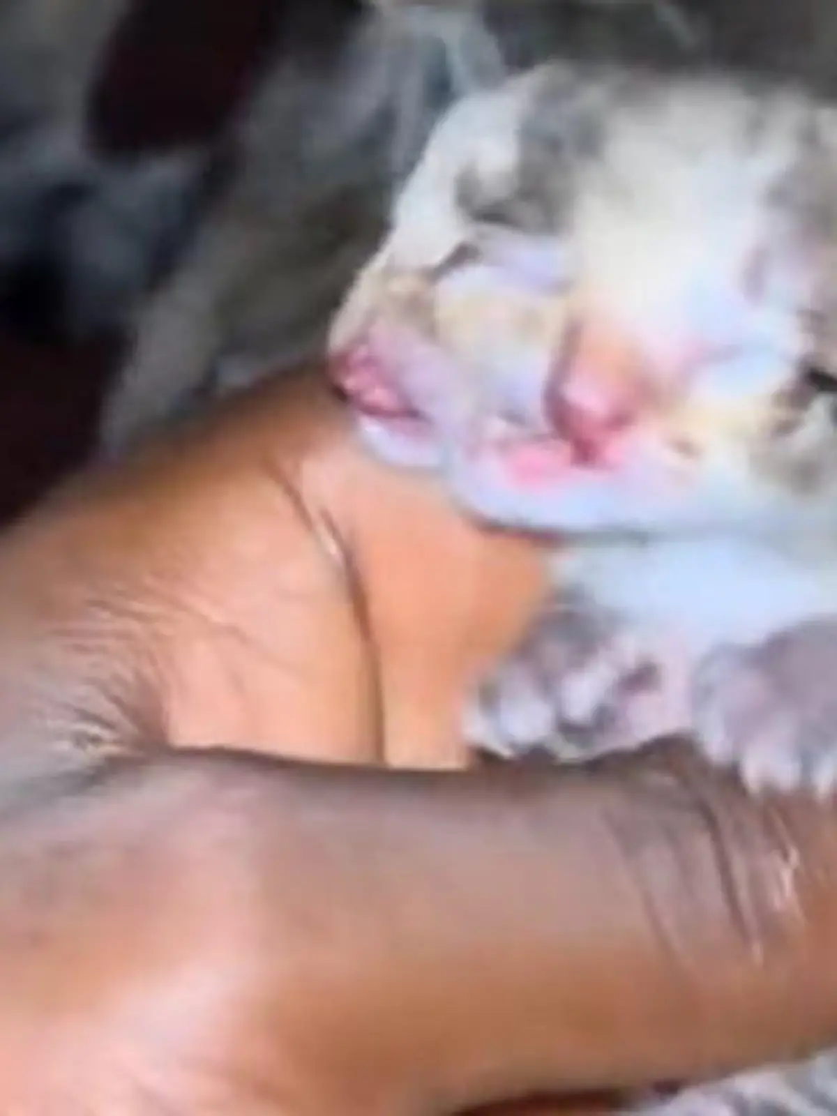 Bild zu: "Absolut seltene Mutation! Baby-Katze mit vier Augen und zwei Nasen geboren"