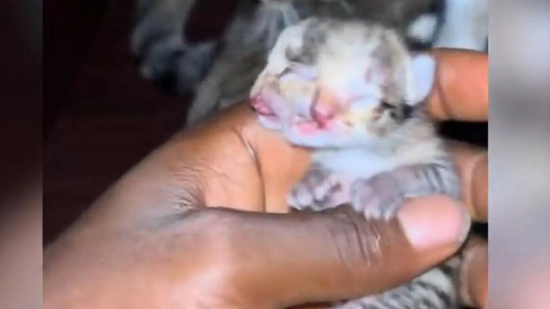 Absolut seltene Mutation! Baby-Katze mit vier Augen und zwei Nasen geboren „Ich will alles tun, um sie am Leben zu halten“