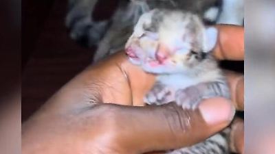 Seltener Gendefekt! Baby-Katze mit vier Augen und zwei Nasen geboren