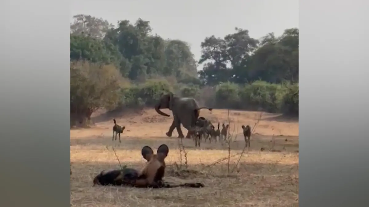 Elefanten-Mama-nimmt-es-mit-riesigem-Raubtier-Rudel-auf-berlebenskampf-vor-Safari-Touristen
