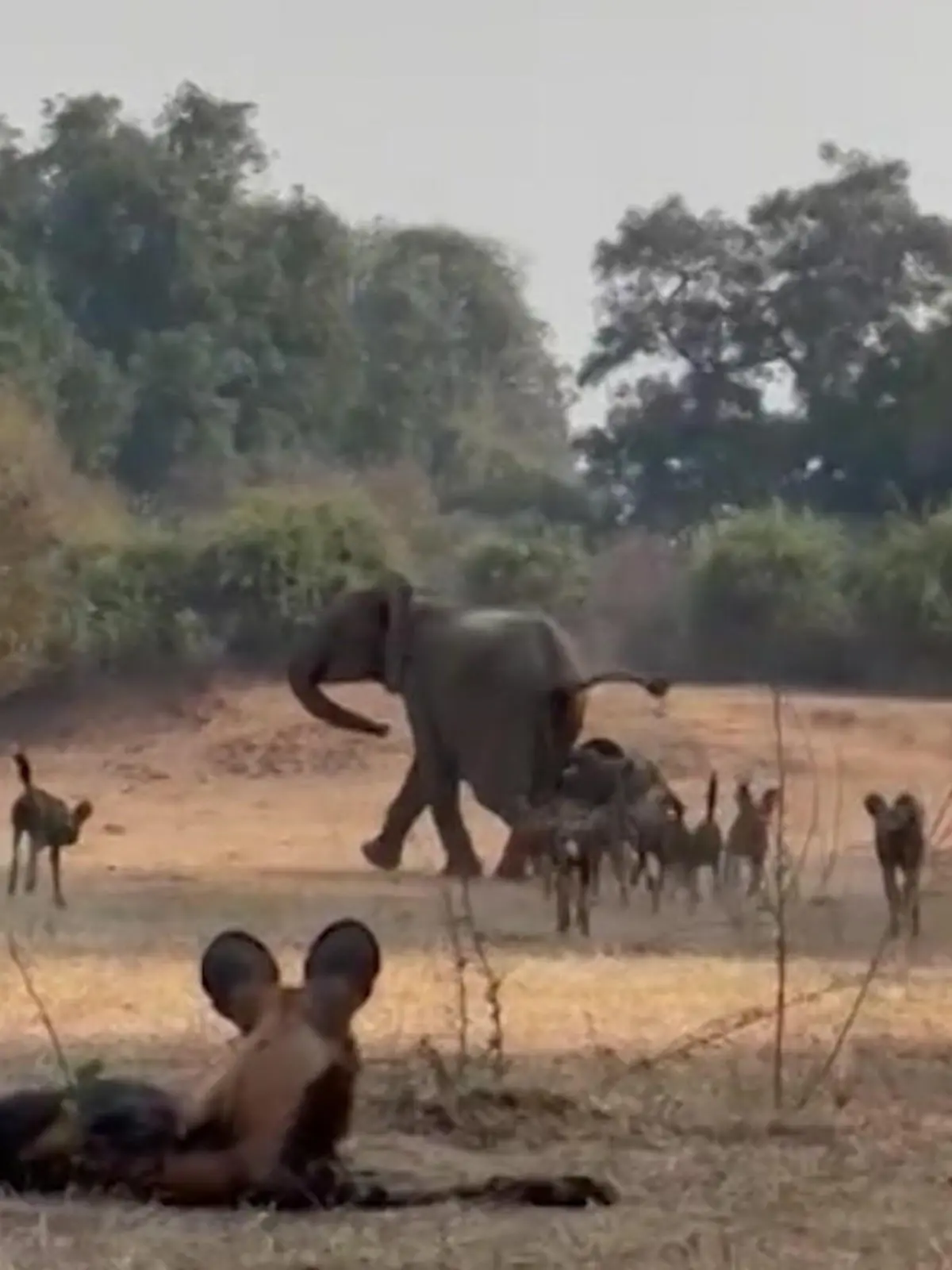 Bild zu: "Zähne weg von meinem Baby! Elefanten-Mama nimmt es mit riesigem Raubtier-Rudel auf"
