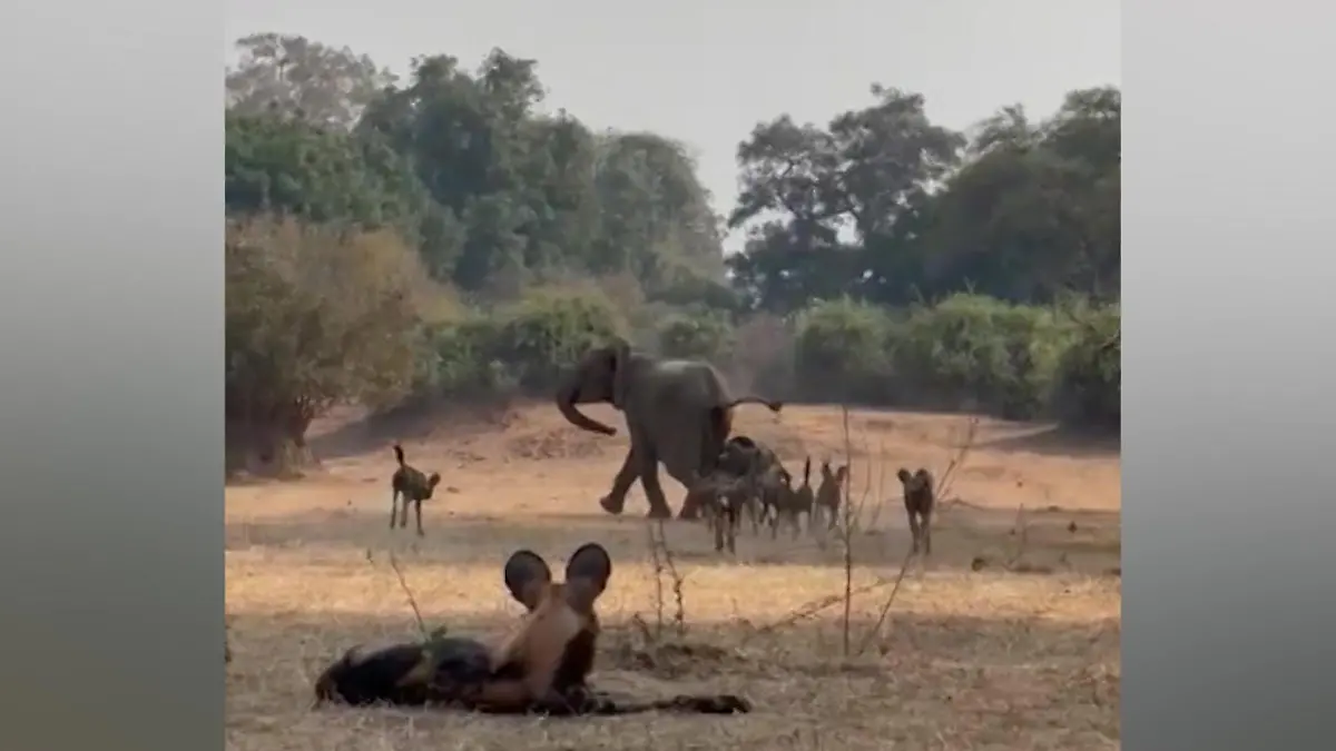 Zähne weg von meinem Baby! Elefanten-Mama nimmt es mit riesigem Raubtier-Rudel auf Überlebenskampf vor Touristen