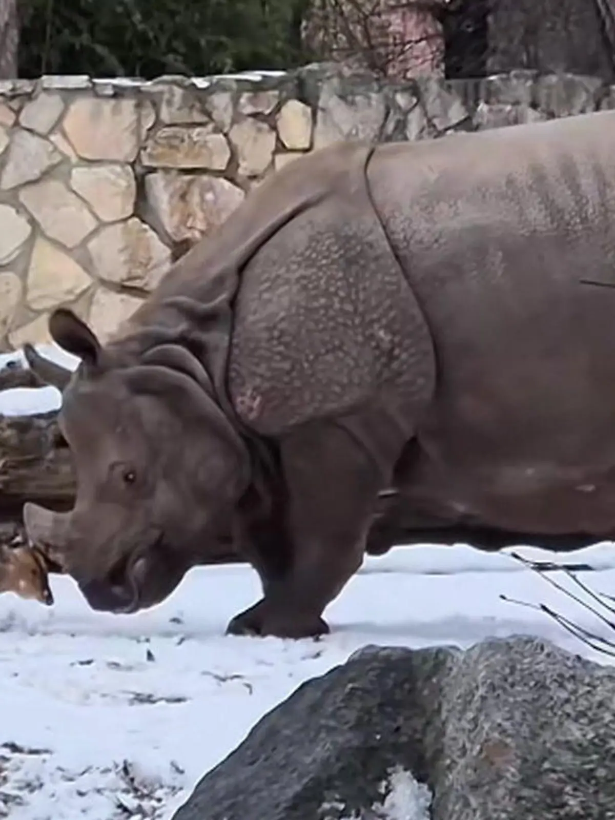 Bild zu: "Wer hat hier die Hufe vorn?! Mini-Hirsch greift Nashorn an"