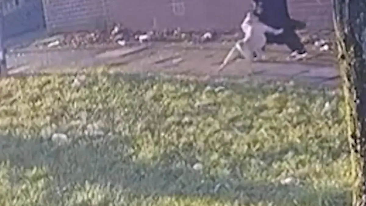 Vierbeiner ringt Fußgängerin zu Boden – Frauchen sieht einfach zu! Üble Hunde-Attacke in England