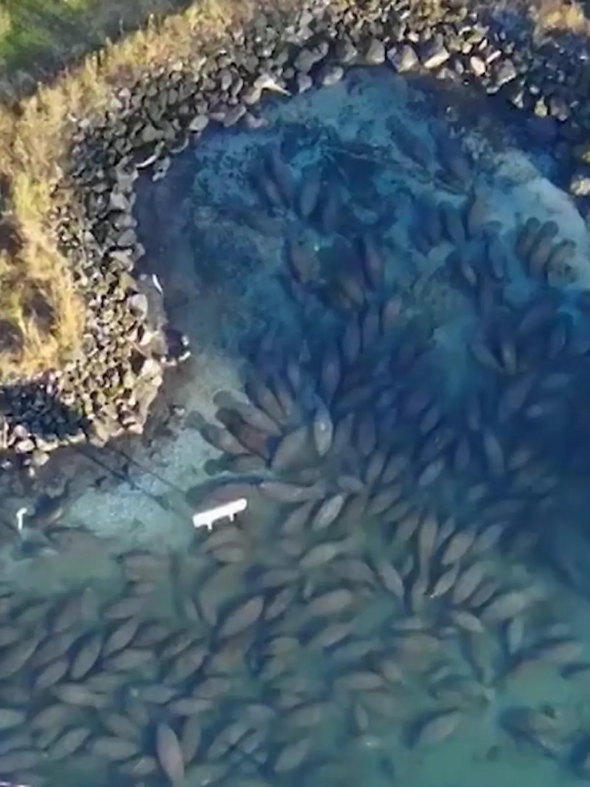 Bild zu: "Das bewahrt sie vor dem Tod! Seekühe setzten auf kuriosen Trick"