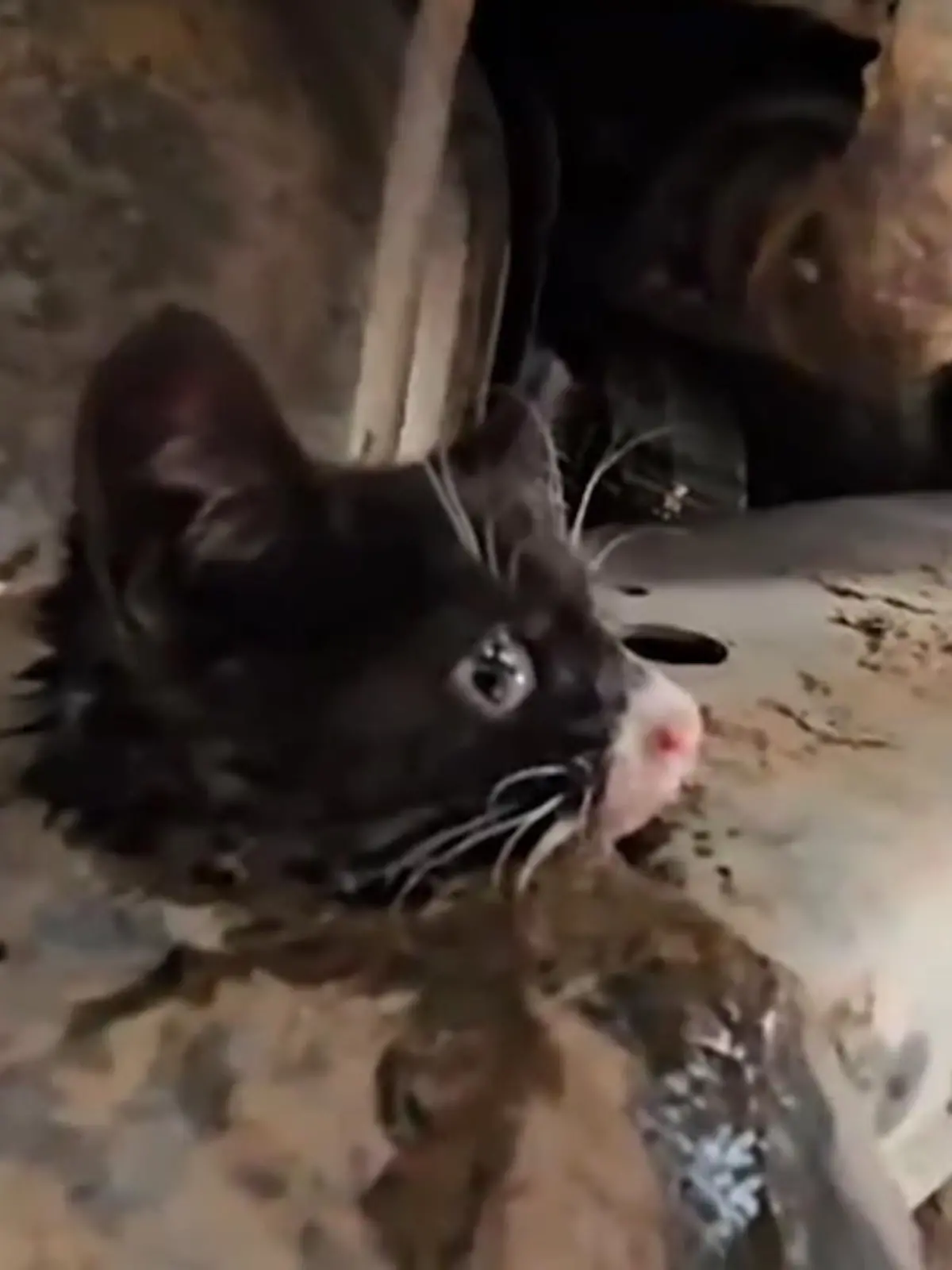 Es geht keinen Millimeter vor oder zurück. Tierschützer können die Katze in San Diego nur mit Mühe aus ihrer misslichen Lage befreien.