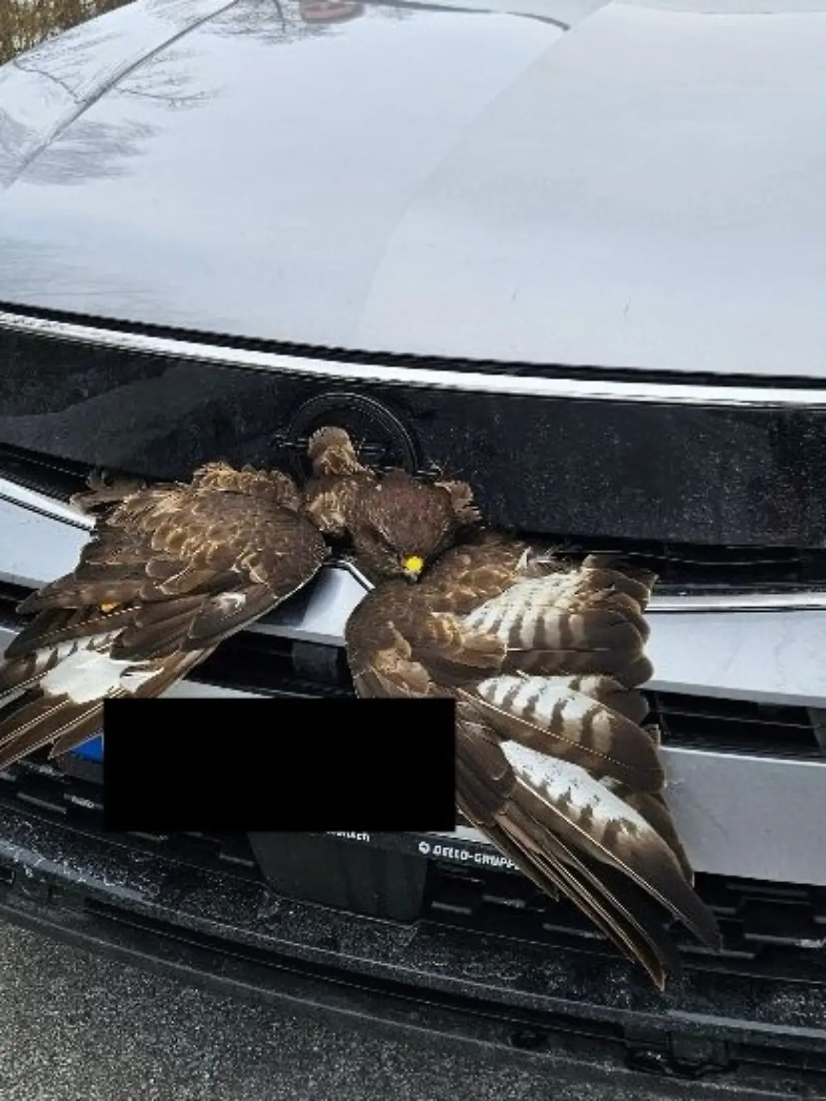 Bild zu: "Bussard im Blech! Kurioser Wildunfall auf der A20"